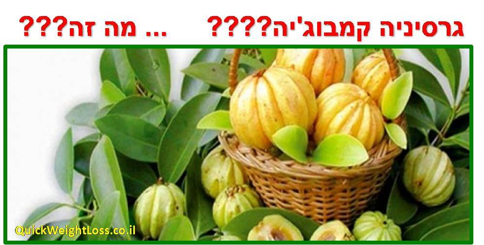 גרסיניה קמבוג'יה - עדויות משתמשים