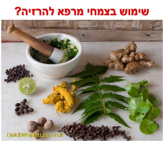 צמחי מרפא להרזיה צמחי מרפא להרזיה