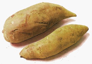 שורש יאקון