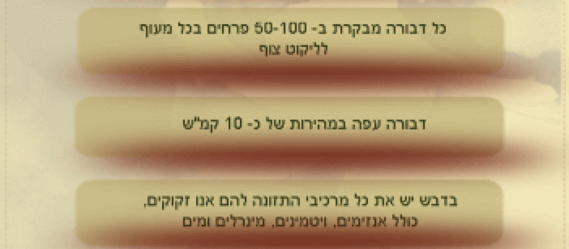 10 עובדות מעניינות על דבש